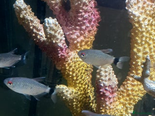 Tetras fish - Advert 16