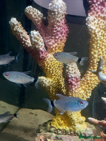 Tetras fish - Advert 1