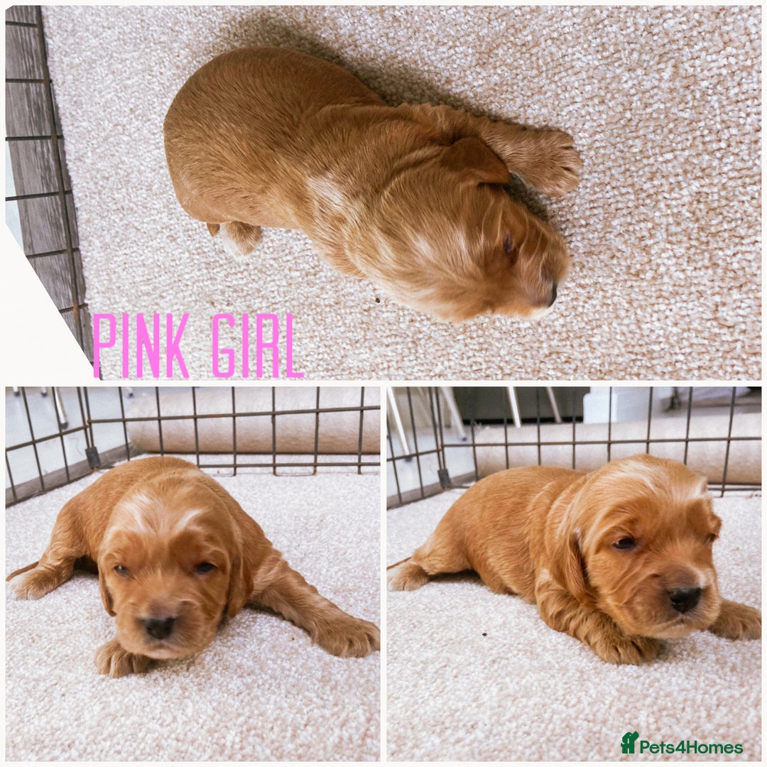 Cockapoo dogs for sale: Fox red Cockapoo pups  - Image 9