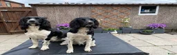 English Springer Spaniel dogs for sale: KC Registered - Fully Health Tested Parents   - Advert 4