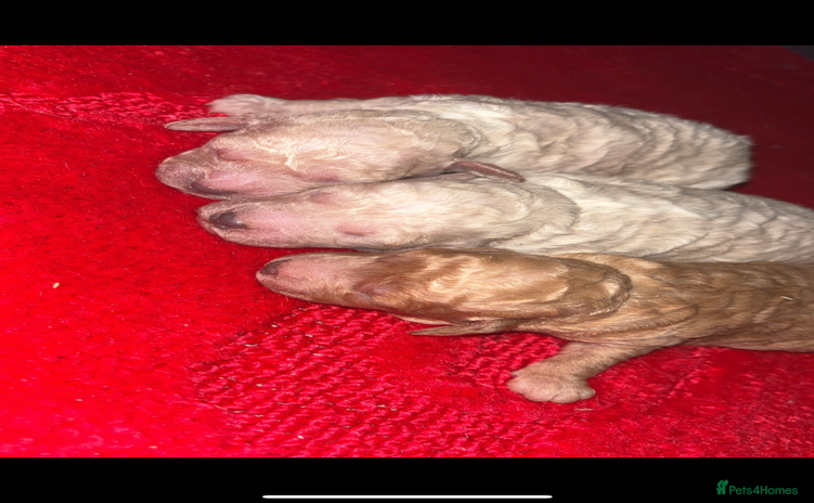 Miniature Poodle dogs Poodle puppies - Advert 3