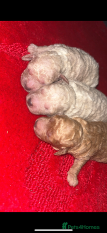 Miniature Poodle dogs Poodle puppies - Advert 5