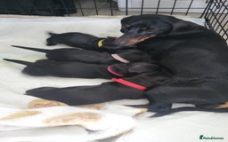 Miniature Dachshund dogs for sale: 4 female smooth haired miniature dachshunds  - Image 7