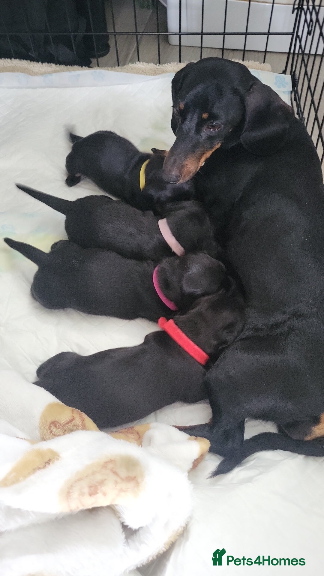 Miniature Dachshund dogs for sale: 4 female smooth haired miniature dachshunds  - Image 7