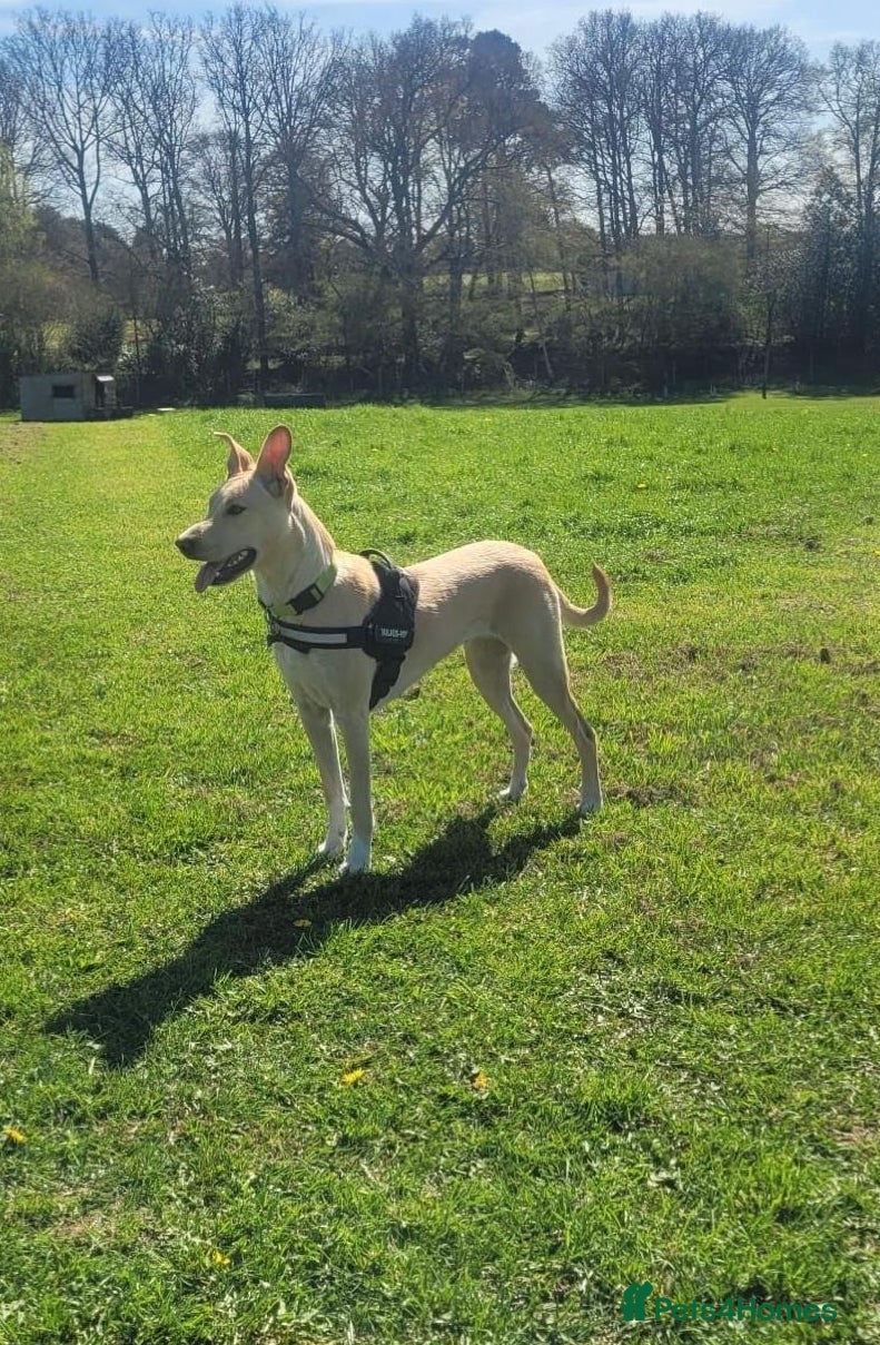 Mixed Breed dogs for adoption: Blanca - the lovely Lab type girl - Advert 3