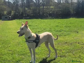 Mixed Breed dogs for adoption: Blanca - the lovely Lab type girl - Advert 3