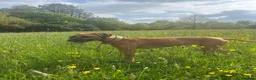 Rhodesian Ridgeback dogs for sale: Outstanding Rhodesian Ridgeback puppies in Darwen - Advert 8