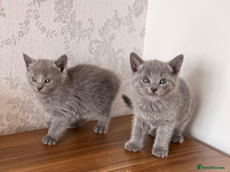 Russian Blue cats Purebred Russian Blue Kittens - Advert 2