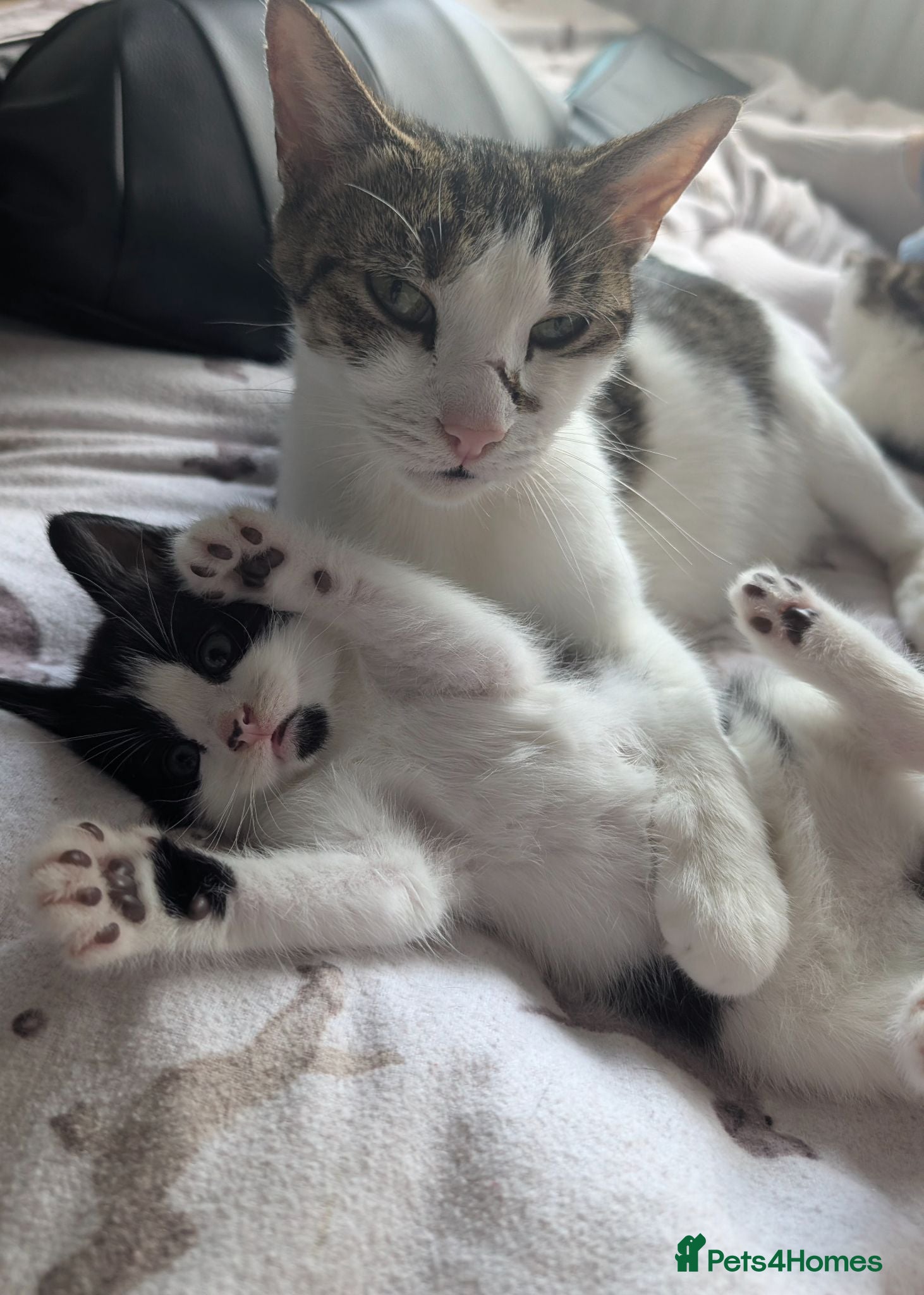 Mixed Breed cats Lovely, healthy, playful kittens - Advert 2