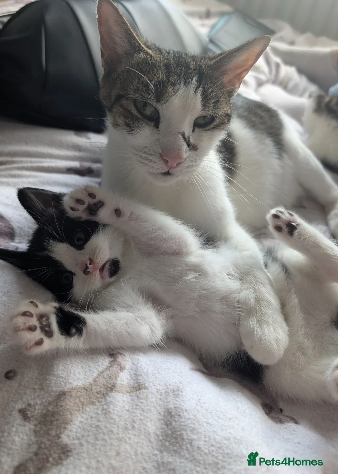 Mixed Breed cats for sale: Lovely, healthy, playful kittens - Advert 1