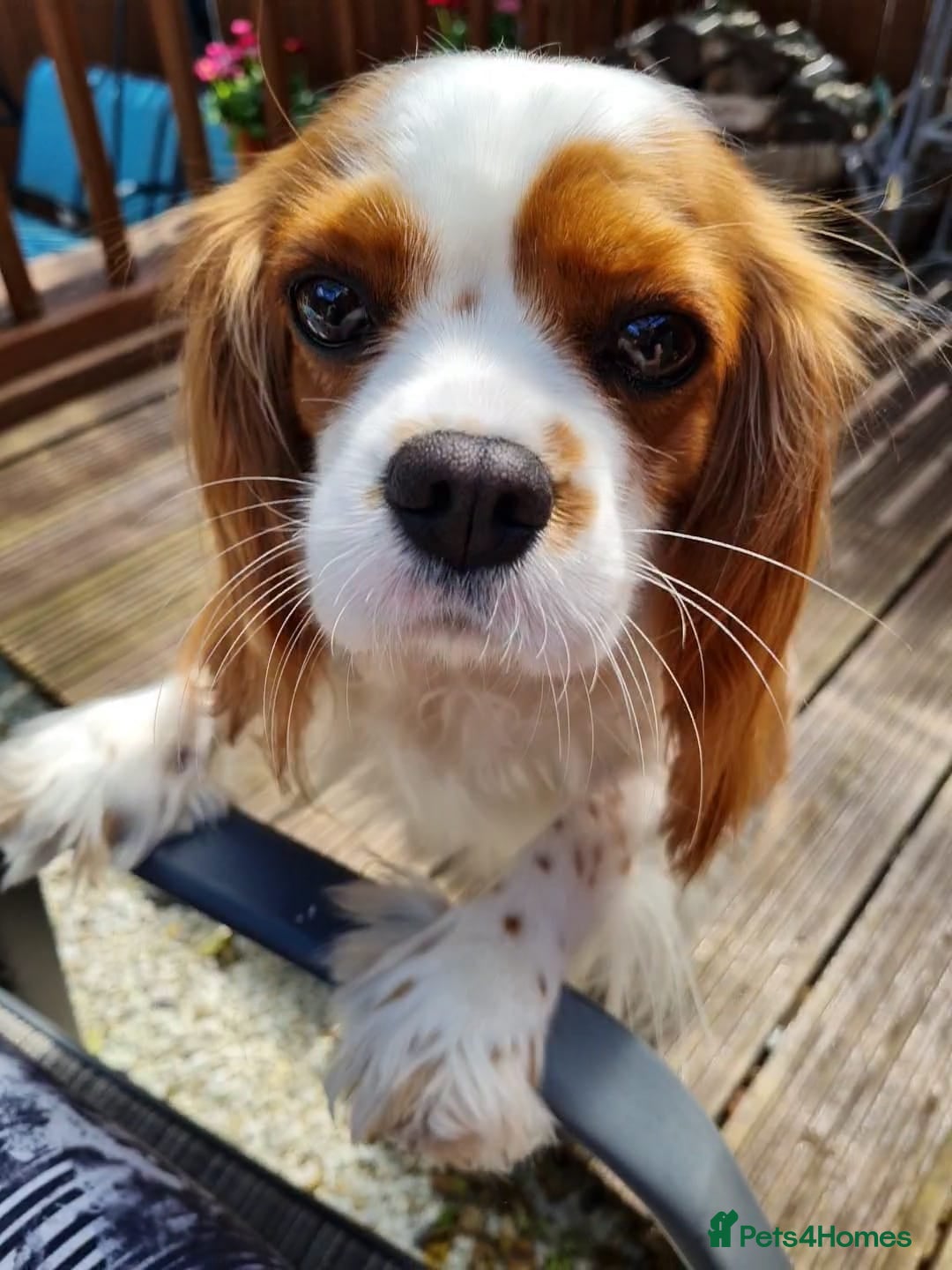 Cavalier King Charles Spaniel dogs for sale: Cavalier King Charles Spaniel 3 x puppies - Advert 8