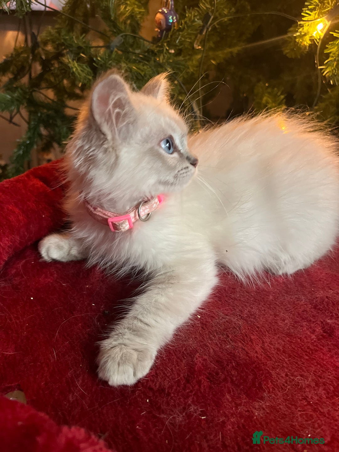 Ragdoll cats for sale: Gorgeous Tica ragdoll kittens ready now  - Advert 6