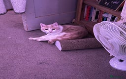 Domestic Shorthair cats for sale: 1 year old ginger kitty  - Image 3