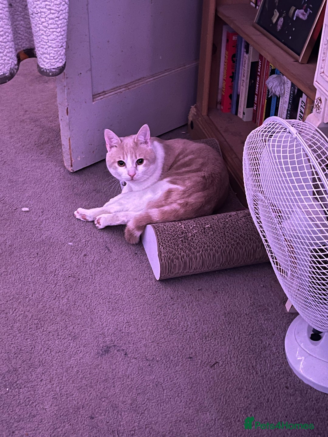 Domestic Shorthair cats for sale: 1 year old ginger kitty  - Image 3