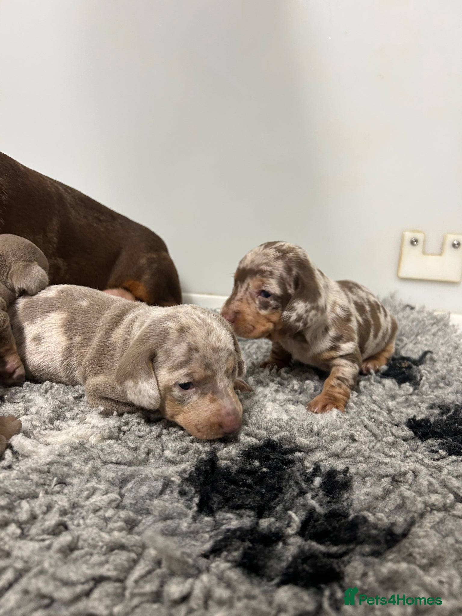 Miniature Dachshund dogs 5⭐️ Licensed. PRA Clear, KC registered  - Advert 1