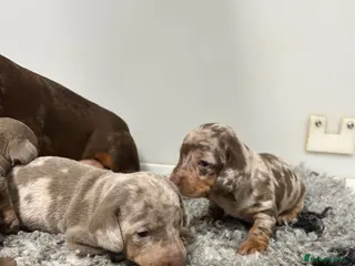 Miniature Dachshund dogs for sale: 5⭐️ Licensed. PRA Clear, KC registered - Advert 3