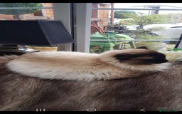 Maine Coon cats for sale: Maincoon cross Ragdoll kittens  - Image 20