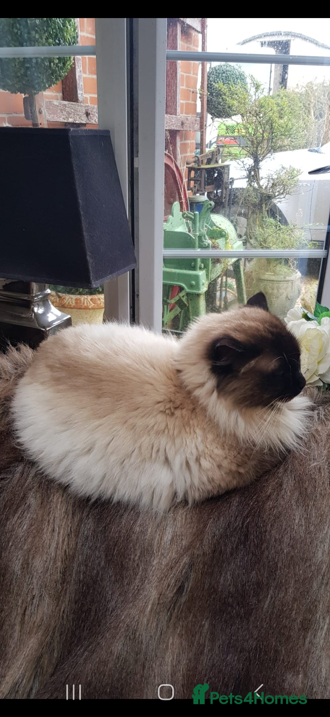 Maine Coon cats for sale: Maincoon cross Ragdoll kittens  - Image 20