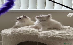 Ragdoll cats for sale: 🎀 Purebred European Ragdoll kittens 🎀  - Image 3