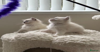 Ragdoll cats - Advert 12