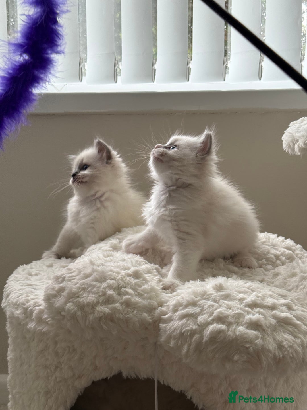 Ragdoll cats for sale: 🎀 Purebred European Ragdoll kittens 🎀  - Image 3