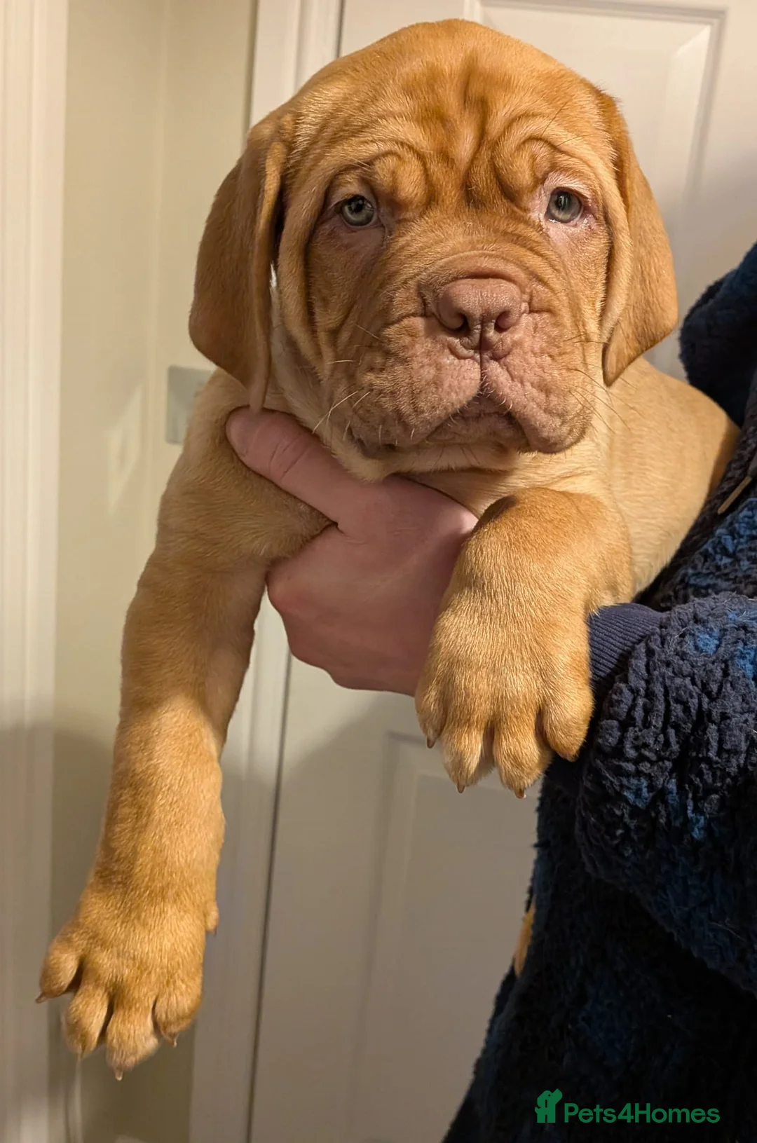 Dogue De Bordeaux dogs for sale: Pedigree chunky pups ready on Tuesday  - Advert 17