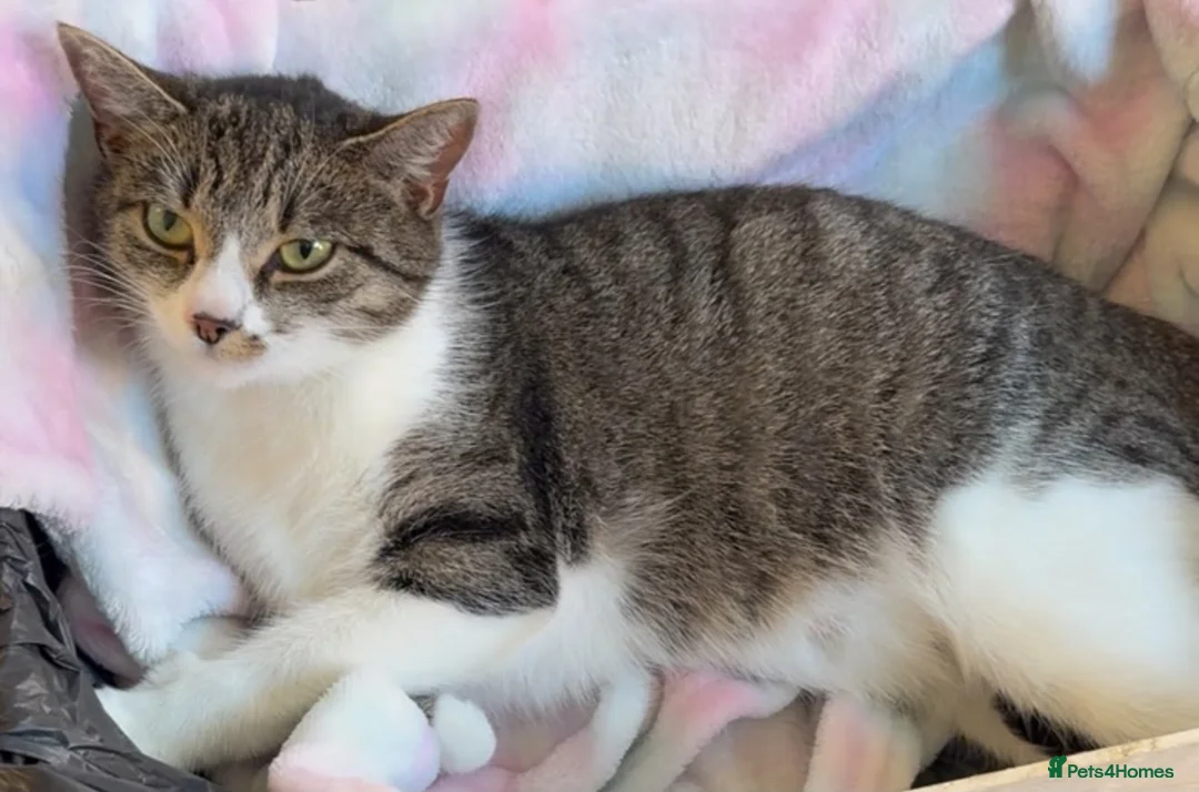 Mixed Breed cats for sale: A female cat - Advert 1