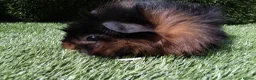 Guinea Pig rodents for sale: ABYSSINIAN BOYS - Advert 7