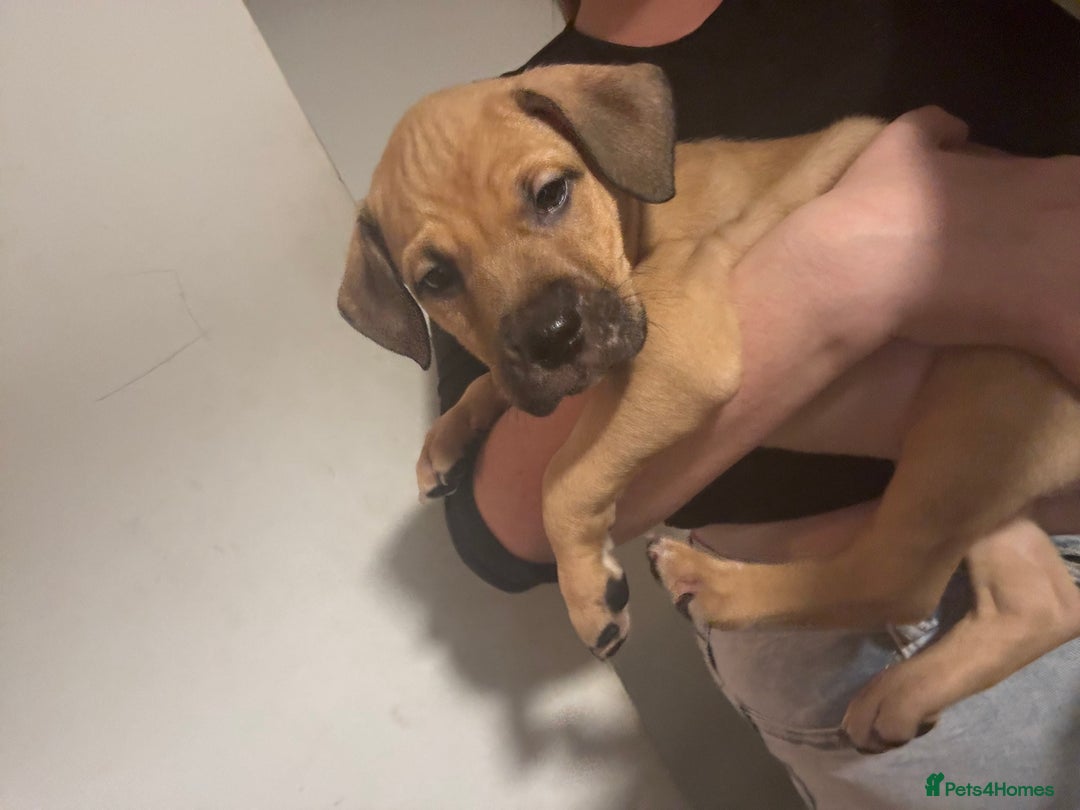 Mixed Breed dogs for sale: mastiffxrottweiler available now last 3 girls left - Advert 29