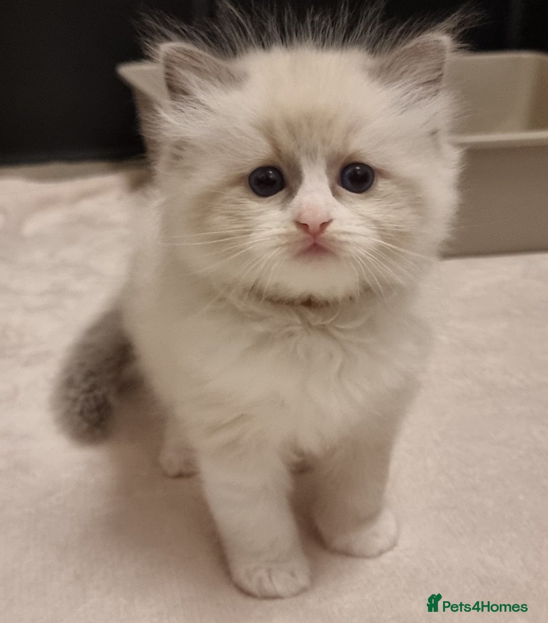Ragdoll cats for sale: Pedegree stuning Ragdoll kittens - Advert 4