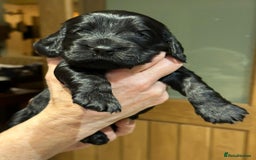 Cockalier dogs for sale: Gorgeous chunky Cockalier pupuchinos - Image 19