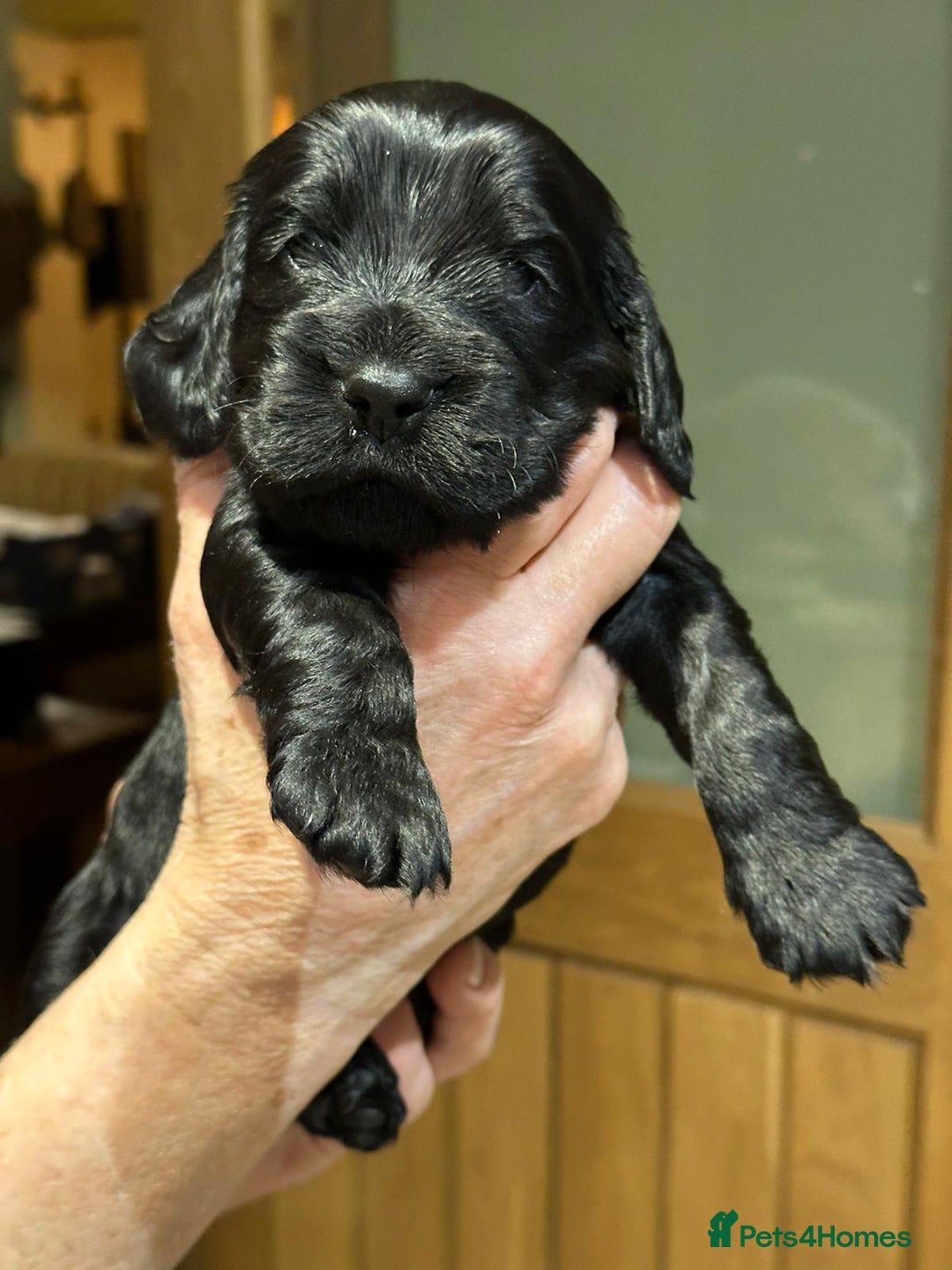 Cockalier dogs for sale: Gorgeous chunky Cockalier pupuchinos - Image 19