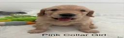 Golden Retriever dogs for sale: KC registered Golden Retriever Puppies - Advert 12