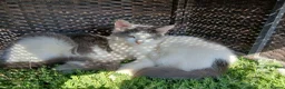 British Longhair cats for sale: 2 fluffy male kittens - Advert 2