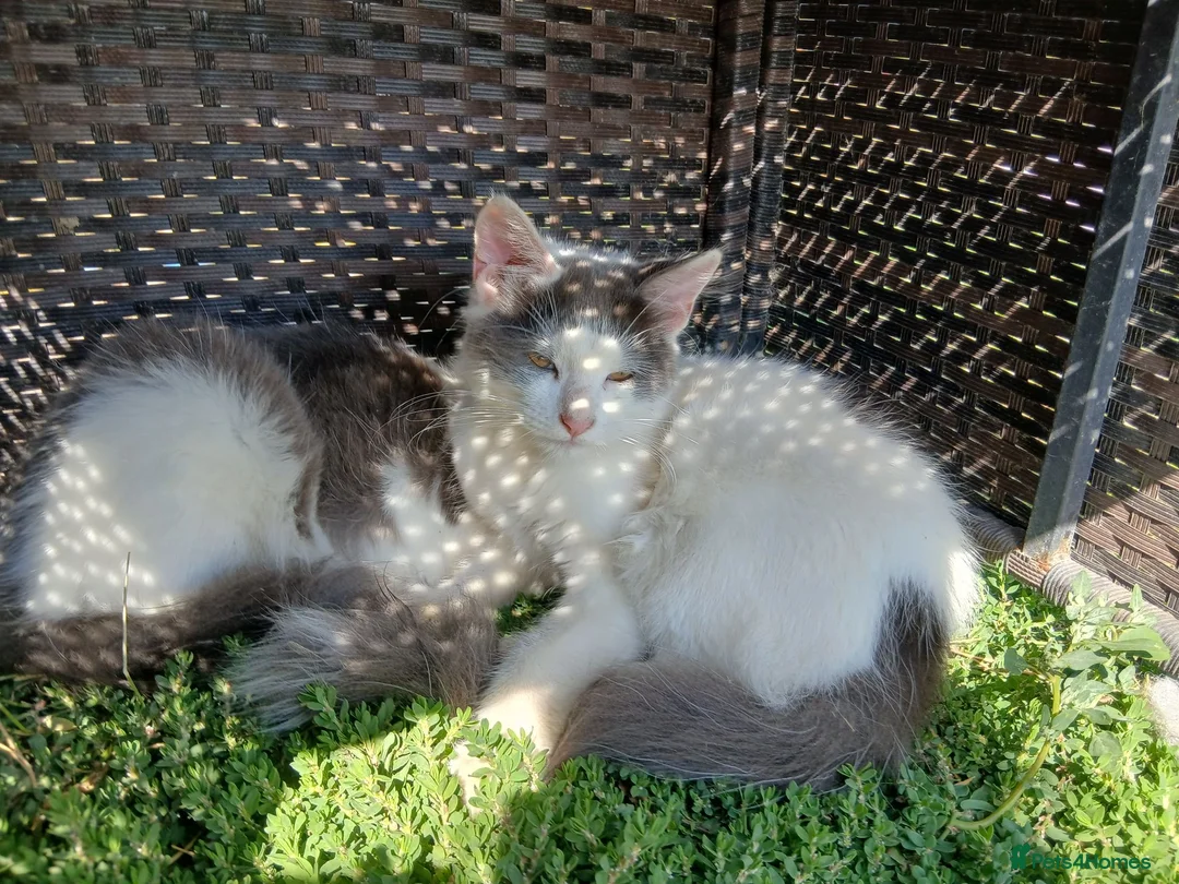 British Longhair cats for sale: 2 fluffy male kittens - Advert 2