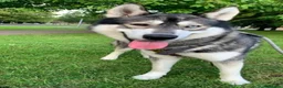 Siberian Husky dogs for sale: Husky for sale to good home.  in Hull - Advert 3