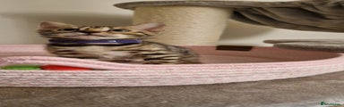 Bengal Kitten 4