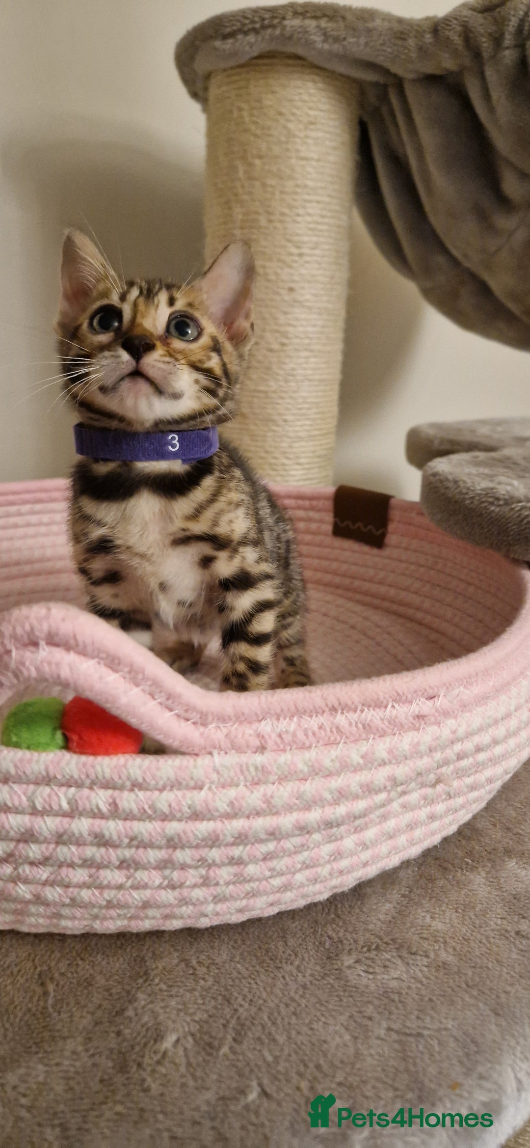 Bengal cats for sale: Beautiful kittens 🥰 - Advert 38