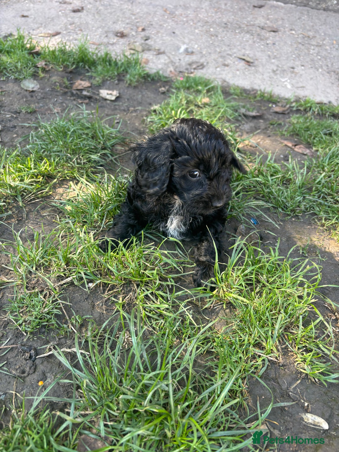 Cockapoo dogs for sale: Cockapoo puppies - Image 7