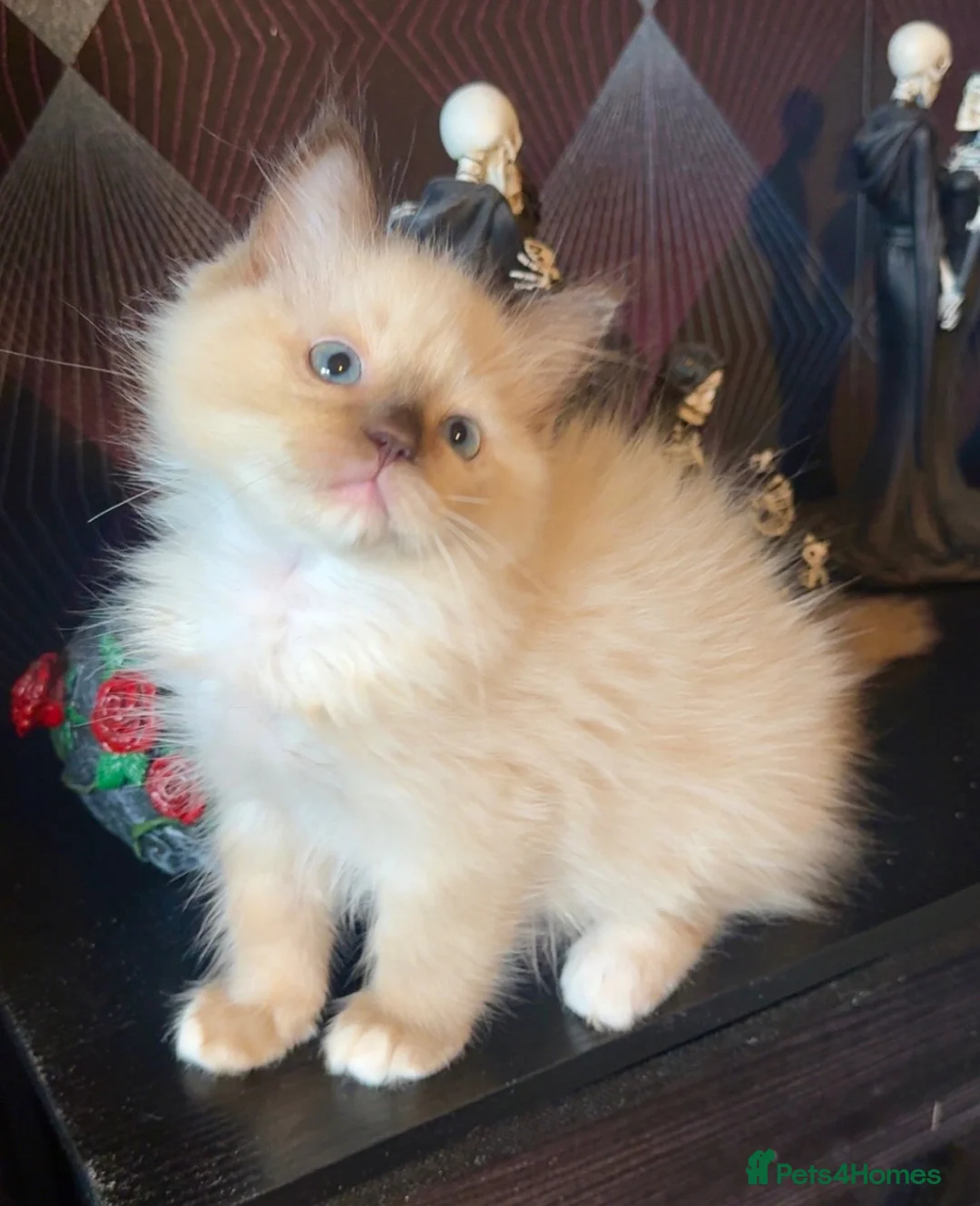 Ragdoll cats for sale: Tica chocolate mink boy ACTIVE available  - Advert 2