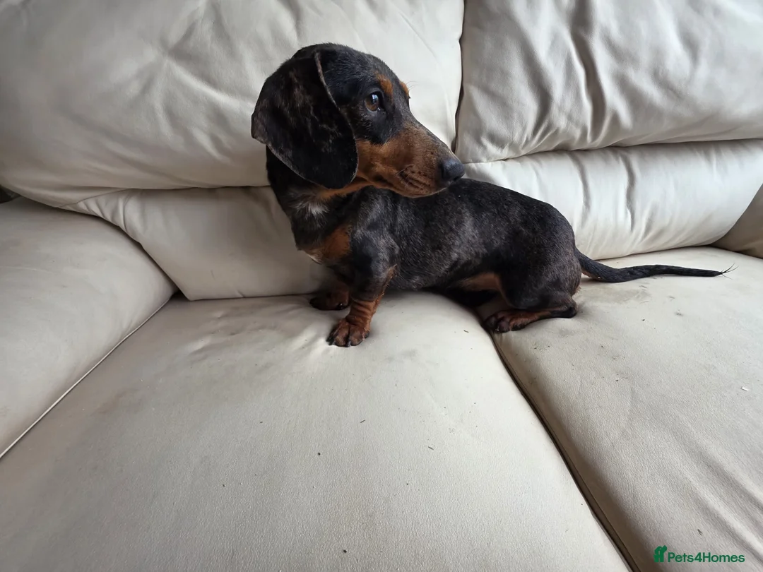 Dachshund dogs for sale: Silver dapple girl  - Advert 2