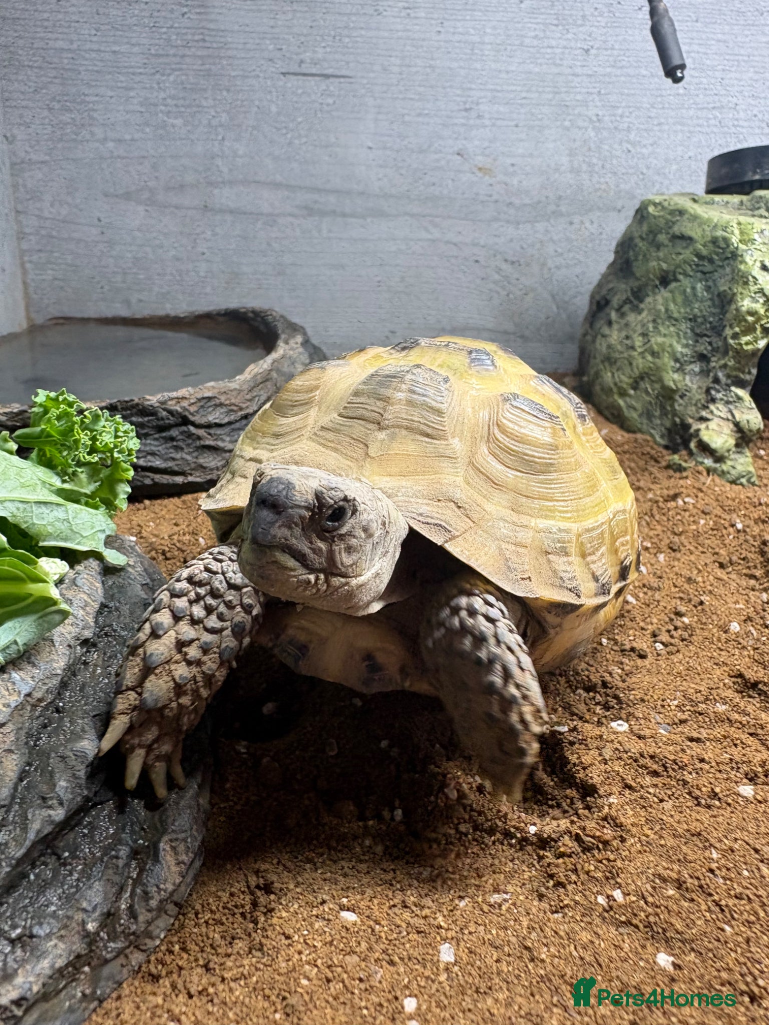 Tortoise reptiles for sale: Horse field tortoise  - Advert 1