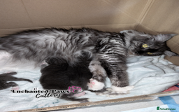 Maine Coon cats for sale: Ready now! 1 boy TICA Registered  - Image 12