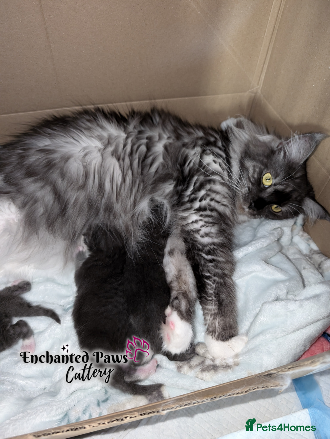 Maine Coon cats for sale: Ready now! 1 boy TICA Registered  - Image 12