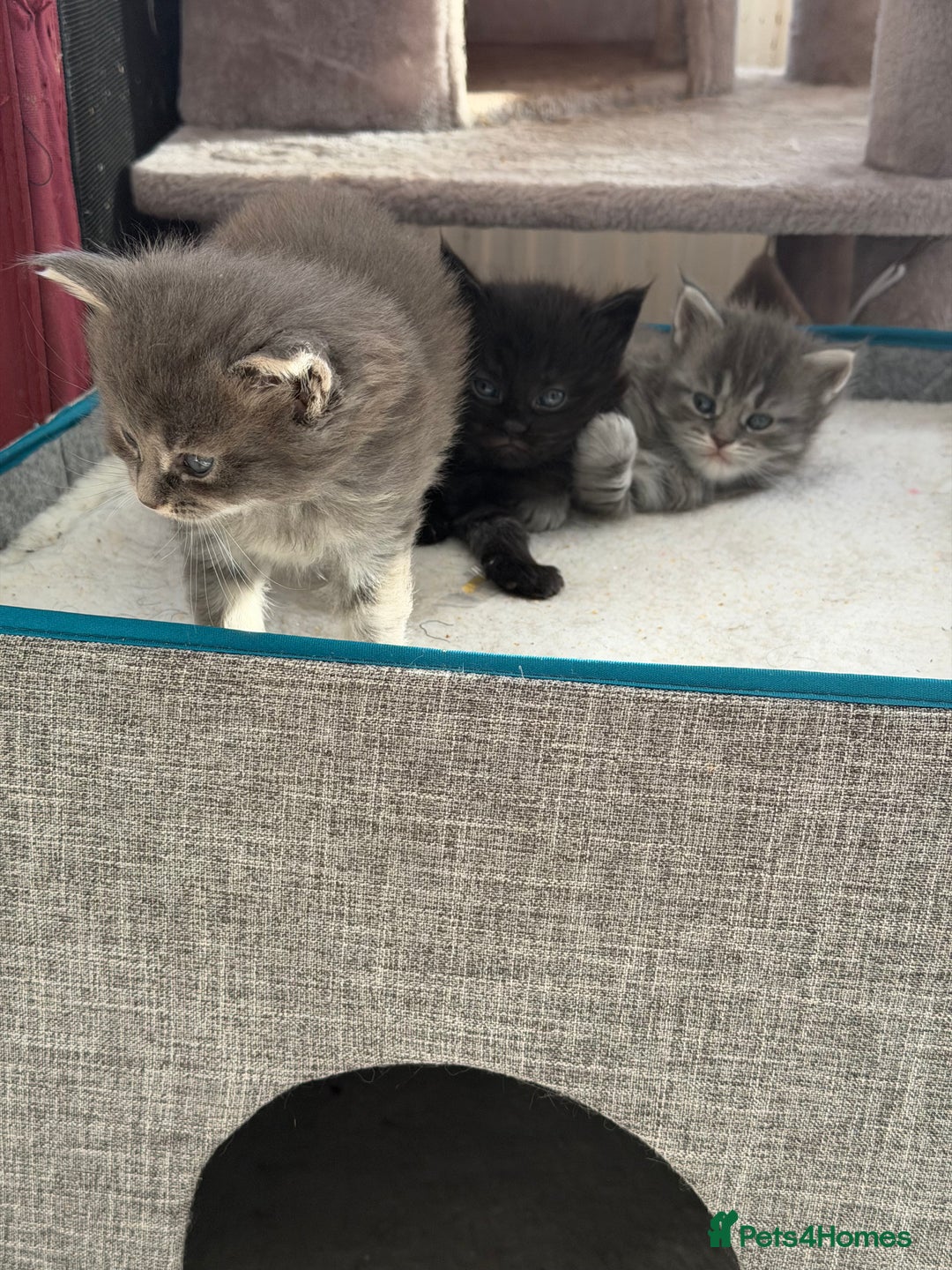 Maine Coon cats for sale: Maine Coon - Advert 2