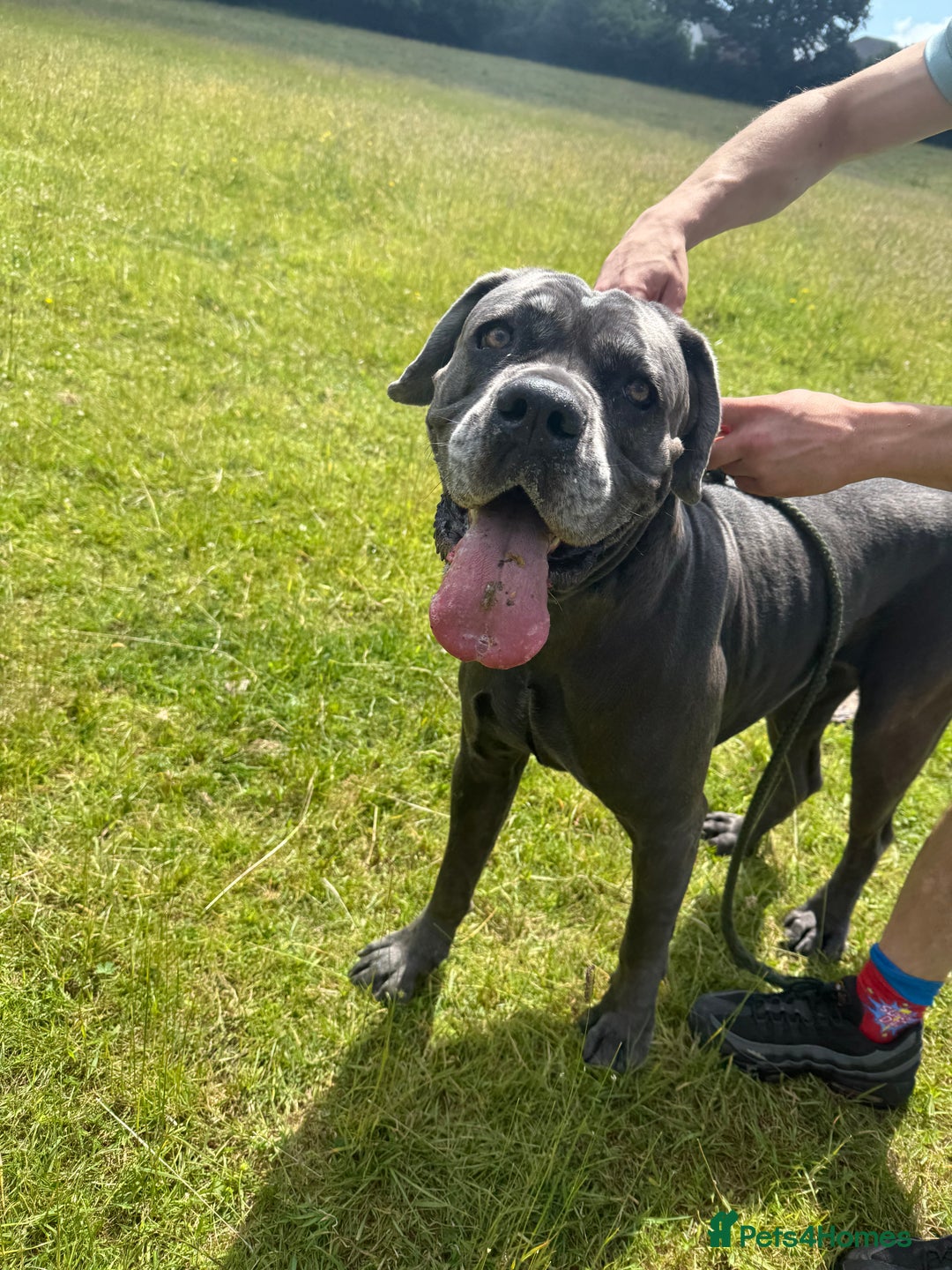 Cane Corso dogs for sale: Cane Corso pups - Image 24