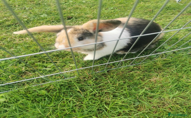 Mixed Breed rabbits - Advert 1
