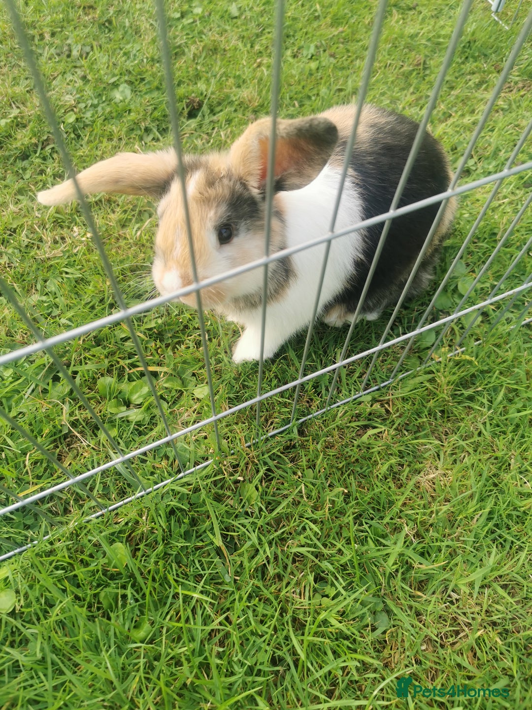 Mixed Breed rabbits for sale: Gorgeous Mixed Breed Rabbits  - Image 1