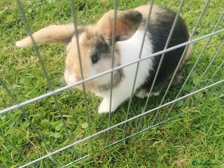 Mixed Breed rabbits - Advert 17