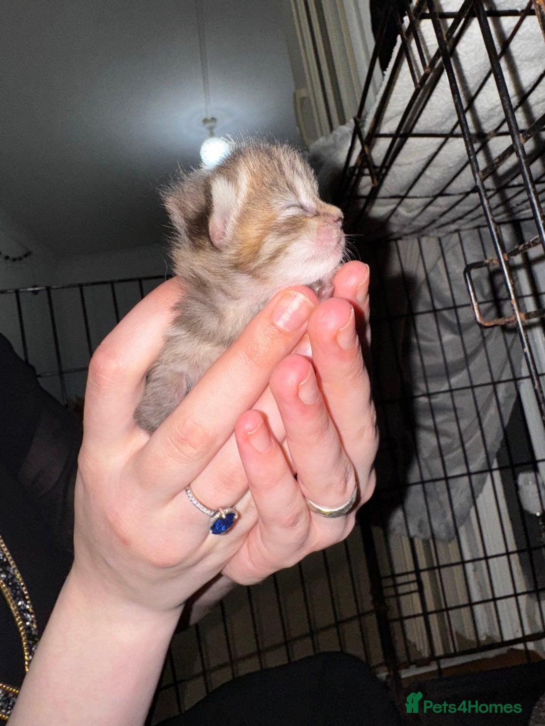 Mixed Breed cats for sale: 7 Mixed Kittens - Ginger, Tabby, Calico, White - Image 3